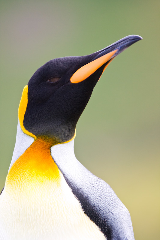 King Penguin